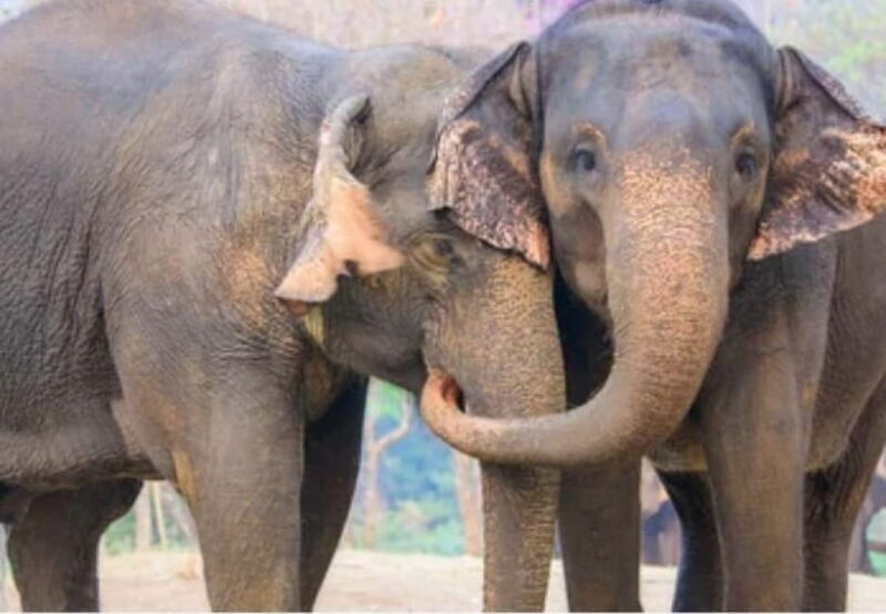 From New Delhi: Taj Mahal Sunrise Tour and Elephant Wildlife - The Itinerary: What to Expect from Dawn to Dusk