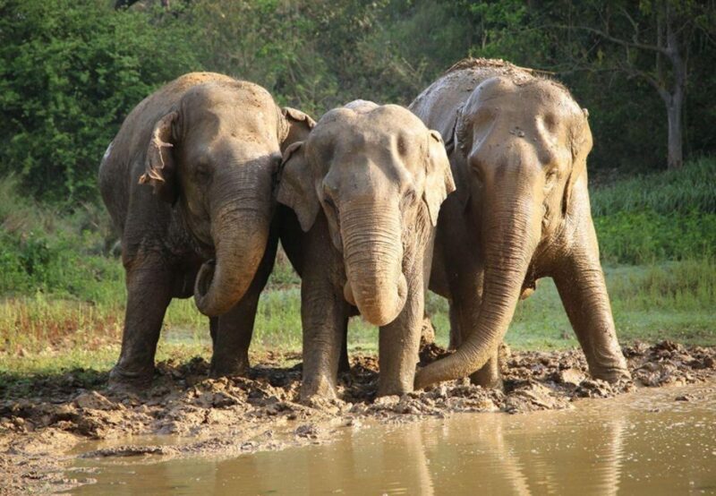 From New Delhi: Taj Mahal Sunrise Tour and Elephant Wildlife - The Value of the Experience