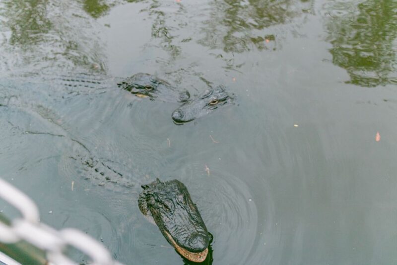 From New Orleans: Swamp Airboat, 2 Plantation Tours & Lunch - Deep Dive into the Experience