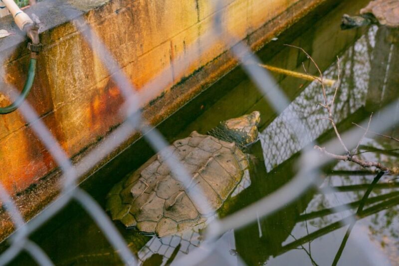 From New Orleans: Swamp Airboat, 2 Plantation Tours & Lunch - Practical Considerations