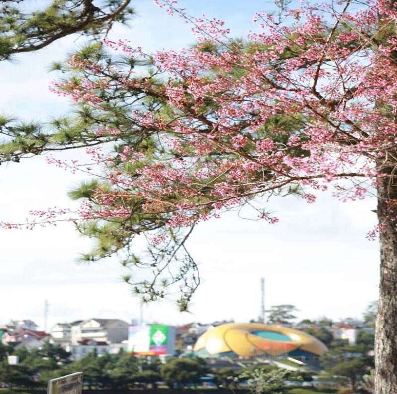 From Nha Trang: Day Trip to DaLat with Lunch - Who Should Consider This Tour?