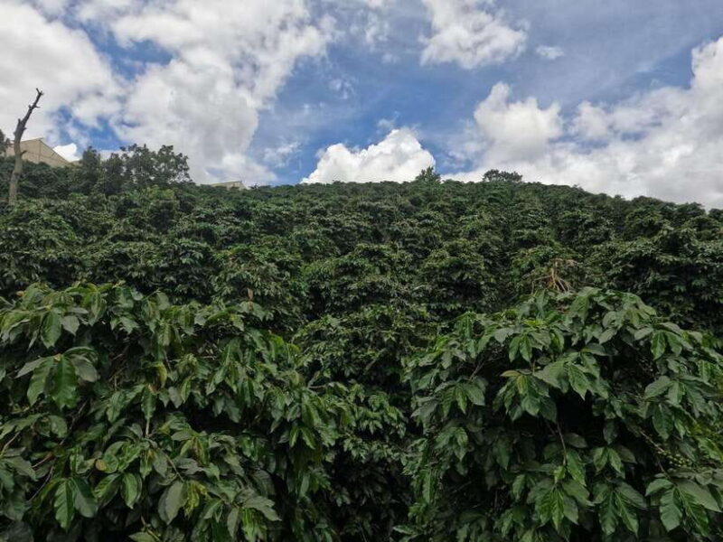 From Nha Trang: Day Trip to DaLat with Lunch - FAQ