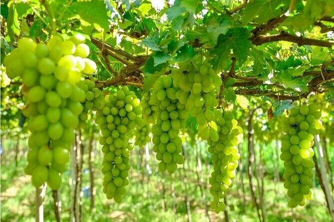 From Nha Trang: Discover Phan Rang Scenic Trip & Vinh Hy Bay - Key Points