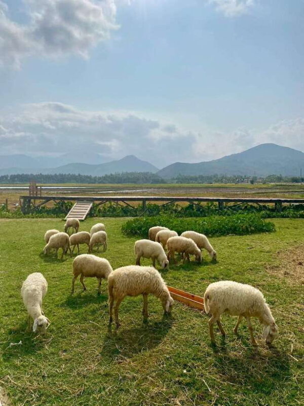From Nha Trang: Phan Rang Tanyoli Sand Dunes Day Trip - Who Will Enjoy This Tour?