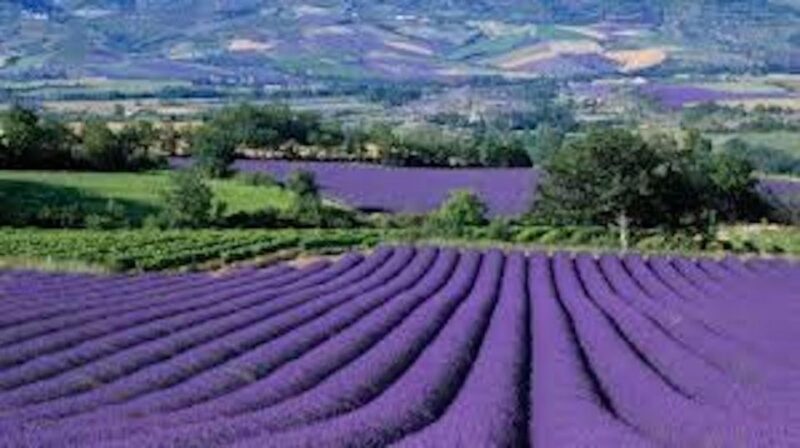 From Nice: Full-Day Provence and Lavender Tour - Discover the Magic of Provence on a Full-Day Lavender and Scenic Tour