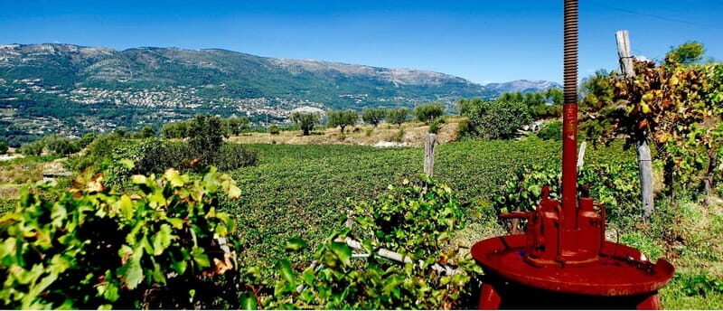 From Nice: Half-Day Wine Tour in the Bellet Wine Region - A Close Look at the Bellet Half-Day Wine Tour