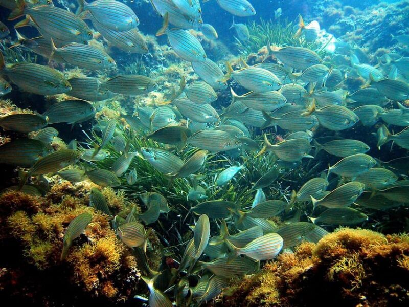 From Nice: Villefranche Bay Swimming & Snorkeling Boat Tour - FAQ