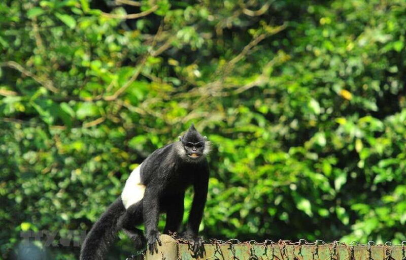 From Ninh Binh: Cuc Phuong National Park Day Trip with Lunch - What Makes This Tour Stand Out?