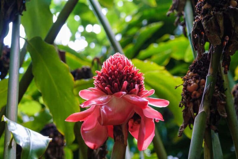From Oahu: Kauai Waimea Canyon and Koke'e Adventure Tour - Key Points