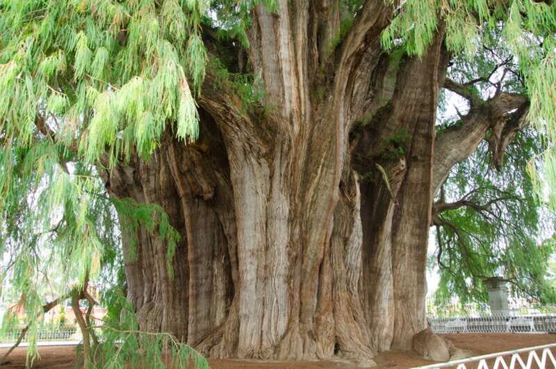 From Oaxaca: City, Mitla, and Mezcal Factory Tour - Authentic Experiences and Tips
