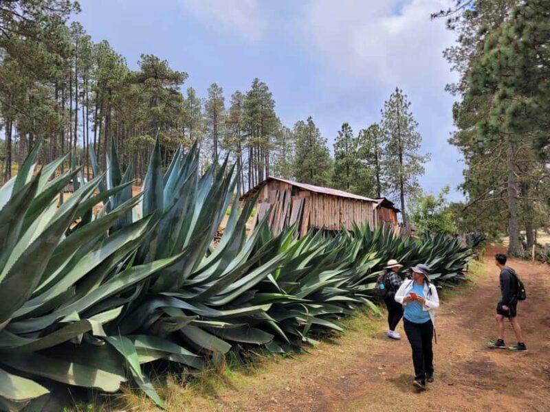 From Oaxaca: Sierra Norte Hike & Indigenous Village Full-Day - Discovering the Sierra Norte