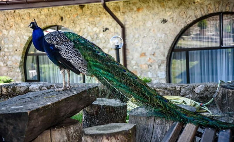 From Ohrid: Full day Boat Trip to the Monastery of St. Naum - Final Thoughts