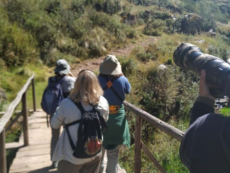 From Ollantaytambo: Abra Malaga Birdwatching Tour - Key Points