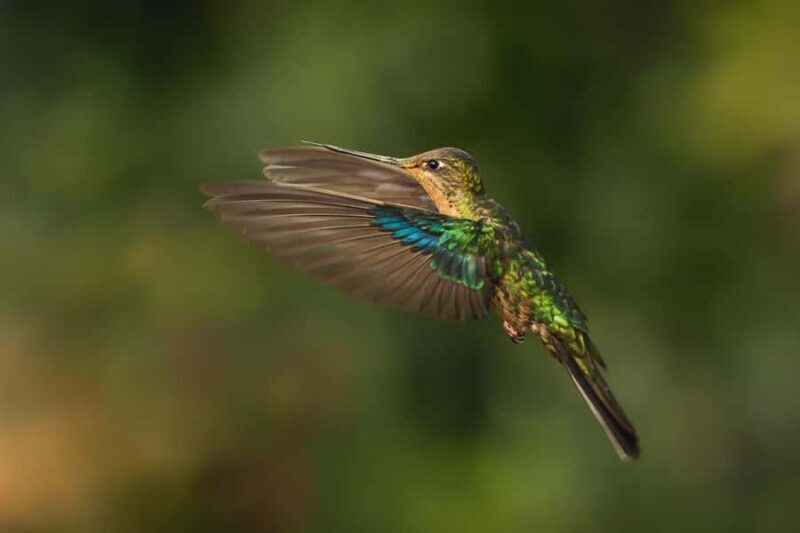 From Ollantaytambo: Abra Malaga Birdwatching Tour - An In-Depth Look at the Abra Málaga Birdwatching Tour