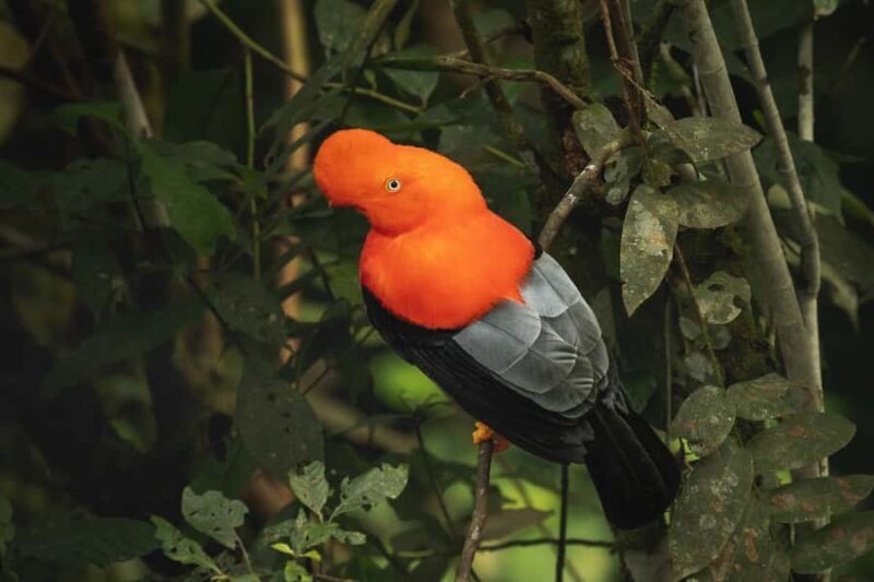 From Ollantaytambo: Machu Picchu Birding Private Tour - Key Points