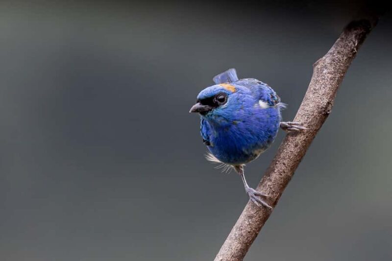 From Ollantaytambo: Machu Picchu Birding Private Tour - The Sum Up: Is It Worth It?