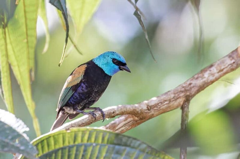 From Ollantaytambo: Machu Picchu Birding Private Tour - FAQ