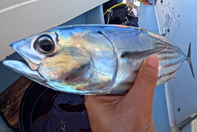 From Onna Village (Maeda Fishing Port)!Fishing and Trolling | Fully Chartered Boat Plan (3-Hour/6-Hour Course) - The Sum Up: Is This Fishing Tour Right for You?