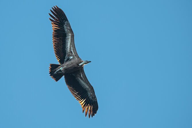 From Opatija/Lovran: Boat Trip to Island Cres With Lunch - Final Thoughts