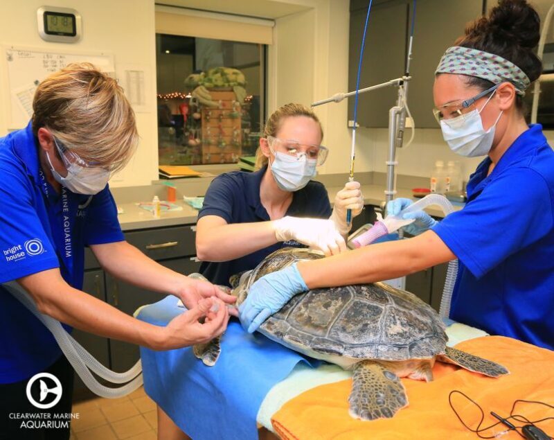 From Orlando: Clearwater Beach and Marine Aquarium Admission - Frequently Asked Questions