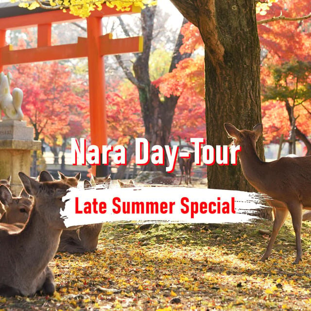 From Osaka: 10-hour Private Customized Tour to Nara - Who This Tour Is Best For