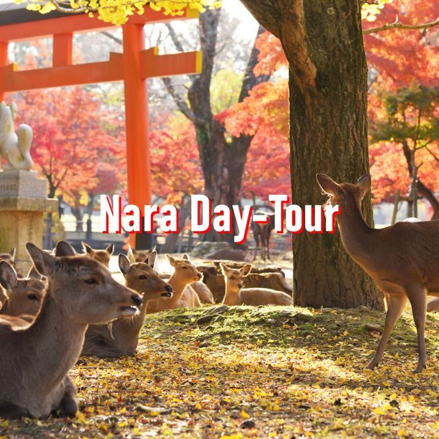 From Osaka: 10-hour Private Customized Tour to Nara - FAQ