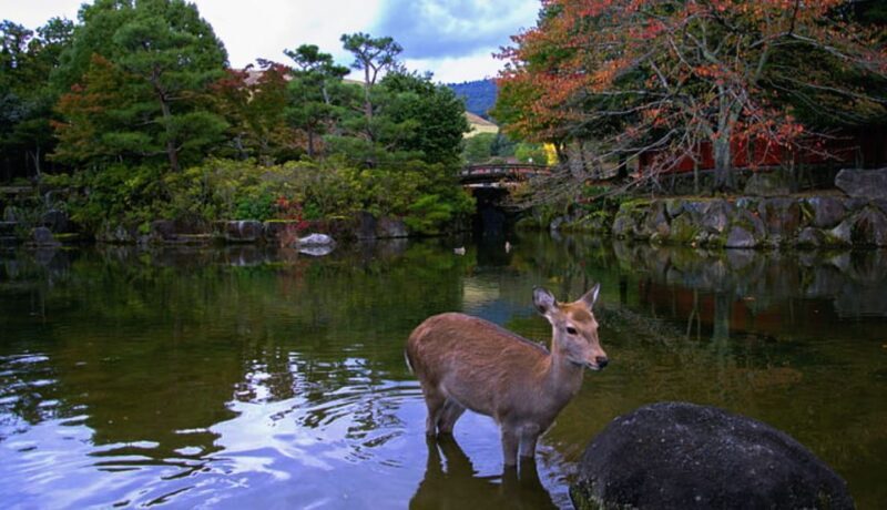 From Osaka: 10-hour Private Day Tour to Kyoto and Nara - Key Points