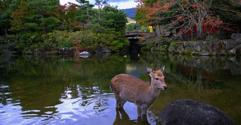From Osaka: 10-hour Private Day Tour to Kyoto and Nara - A Detailed Look at the Tour Experience