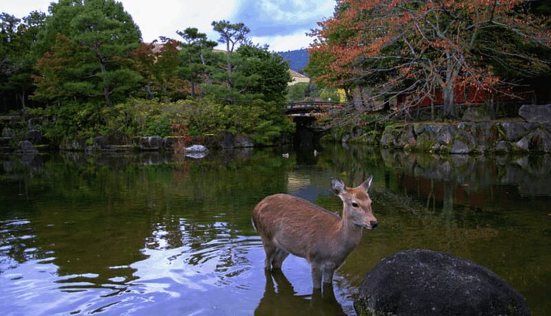 From Osaka: 10-hour Private Day Tour to Kyoto and Nara - FAQ