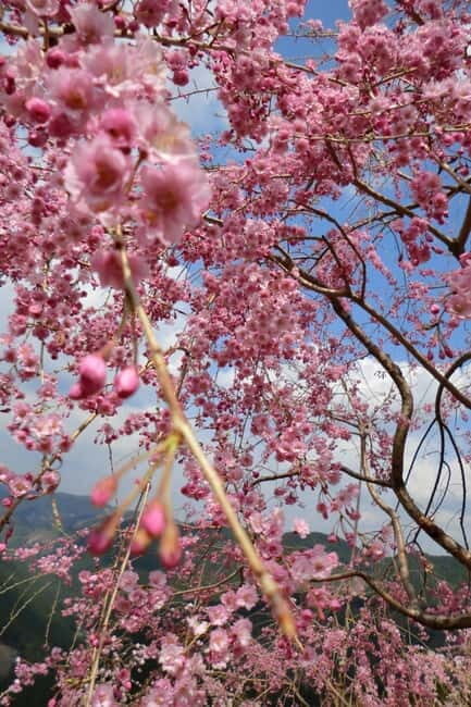 From Osaka: 2-Day Kansai World Expo Tour with Accommodation - A Detailed Look at the 2-Day Kansai Tour