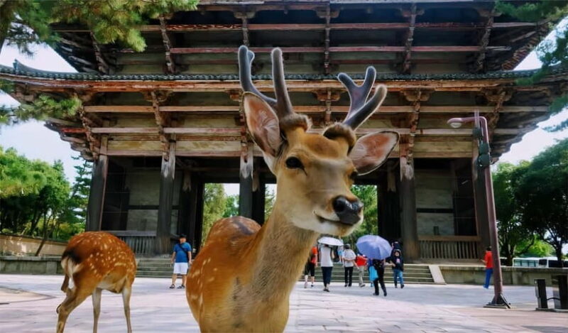 From Osaka: Kyoto and Nara Day Tour with Deer Sightings - A Detailed Look at the Tour