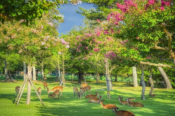 From Osaka-Kyoto: Kyoto and Nara 1Day Bus Tour - What the Reviews Say