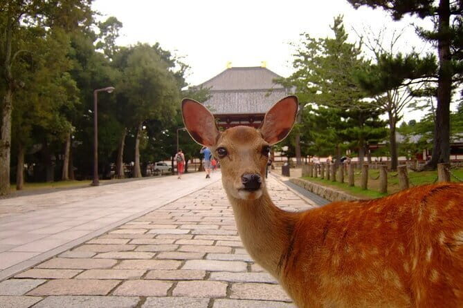 From Osaka-Kyoto: Kyoto and Nara 1Day Bus Tour - FAQ