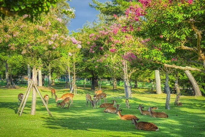 From Osaka/Kyoto: Kyoto & Nara Day Trip with Lunch - Key Points