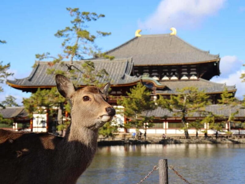 From Osaka: Kyoto & Nara Highlights Day Tour (7 attractions) - Frequently Asked Questions
