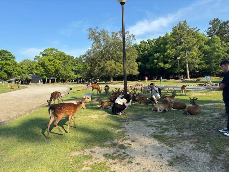 From Osaka/Kyoto: Nara One Day Private Tour - Who Would Love This Tour?