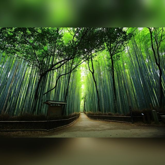 From Osaka/Kyoto: Private Kyoto & Nara Day Trip with Pickup - Transportation and Comfort