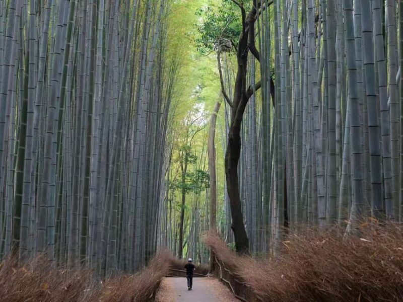 From Osaka/Kyoto:Kyoto&Nara Private day trip with pick up - An In-Depth Look at the Tour Experience