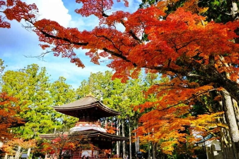 From Osaka: Mt. Koya Autumn Leaves Tour with Fruit Picking - What’s Included and What’s Not
