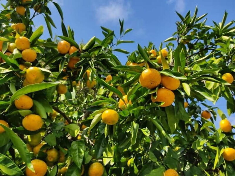 From Osaka: Mt. Koya Autumn Leaves Tour with Fruit Picking - FAQ