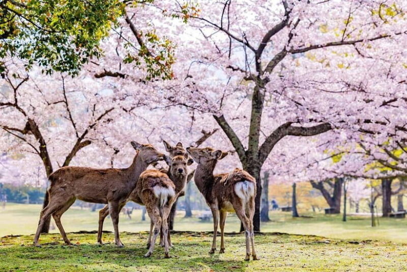 From Osaka: Nara Deer & Kyoto Kiyomizudera Sightseeing Tour - Who Is This Tour Best For?