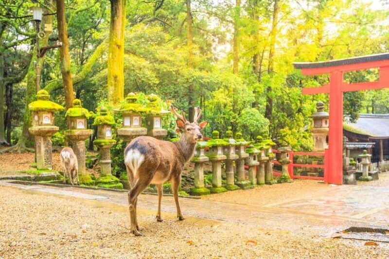 From Osaka: Nara Deer & Kyoto Kiyomizudera Sightseeing Tour - Final Thoughts