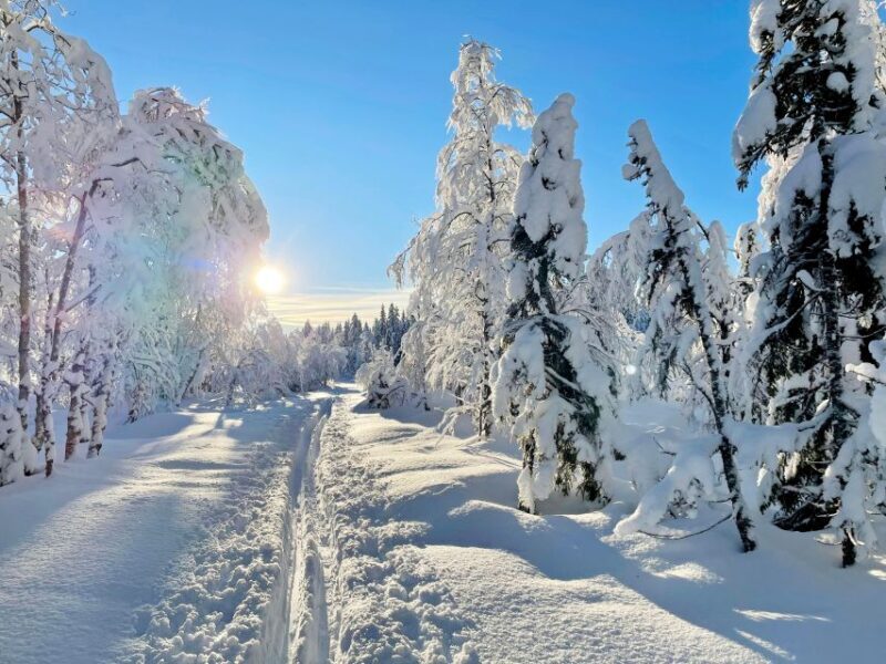 From Oslo: Oslomarka Forest Guided Snowshoeing Tour - What’s Included and What’s Not?