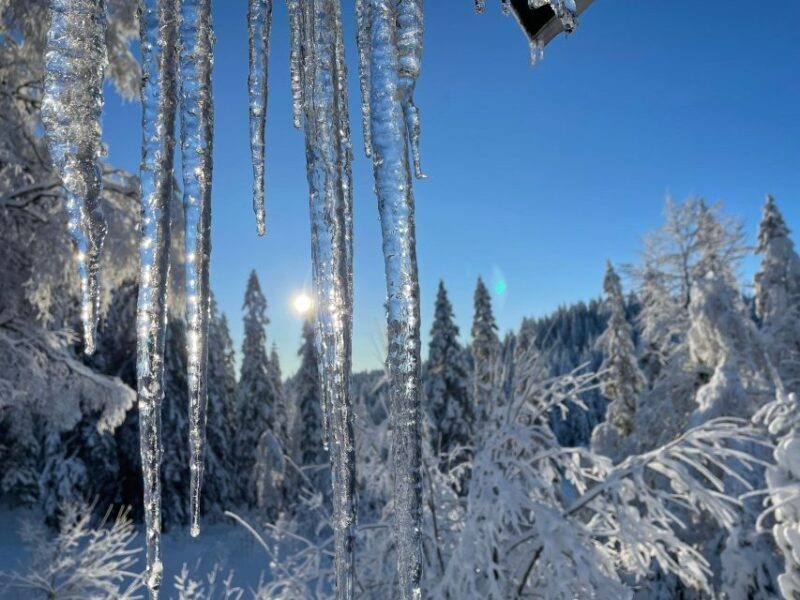 From Oslo: Oslomarka Forest Guided Snowshoeing Tour - Pricing and Value