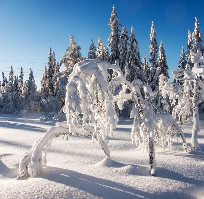 From Oslo: Oslomarka Forest Guided Snowshoeing Tour - FAQ