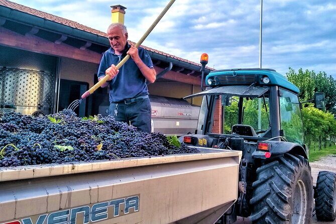 From Padua, Wine Tour in the Euganean Hills - Practical Details and Considerations