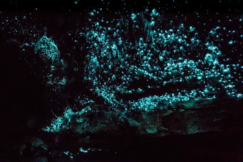 From Paihia: Kawiti Glowworm Caves Guided Tour - Key Points