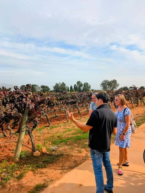From Palma de Mallorca: Private Wine and Local Flavors Tour - From Palma de Mallorca: Private Wine and Local Flavors Tour