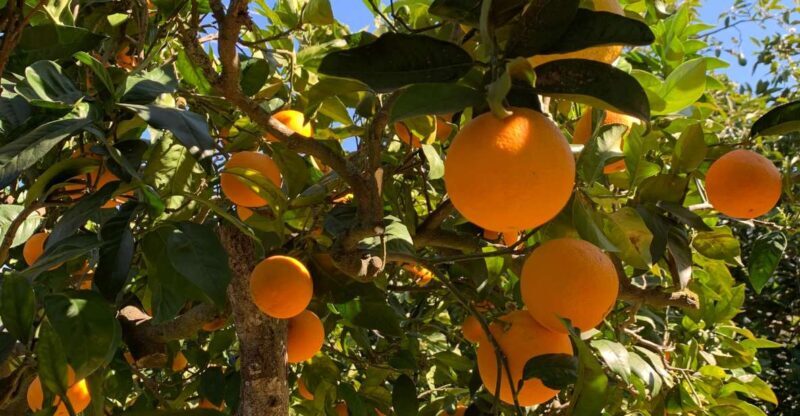 From Palma: Soller valley walk and picnic in orange farm - An In-Depth Look at the Soller Valley Walk and Picnic Tour