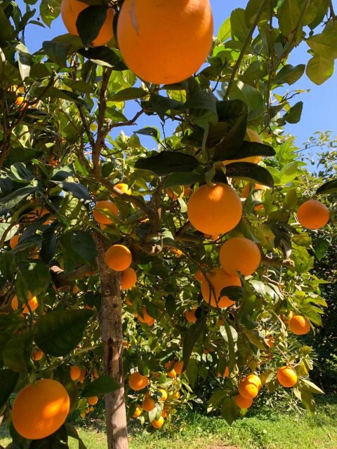 From Palma: Soller valley walk and picnic in orange farm - FAQ